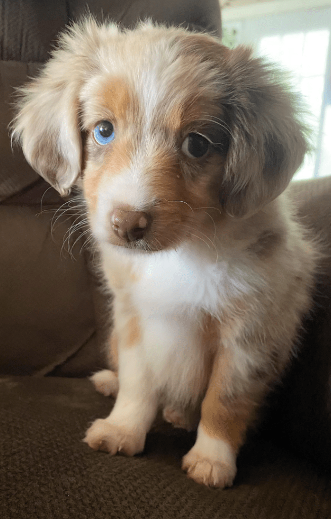 Australian shepherd puppy with one blue eye.  